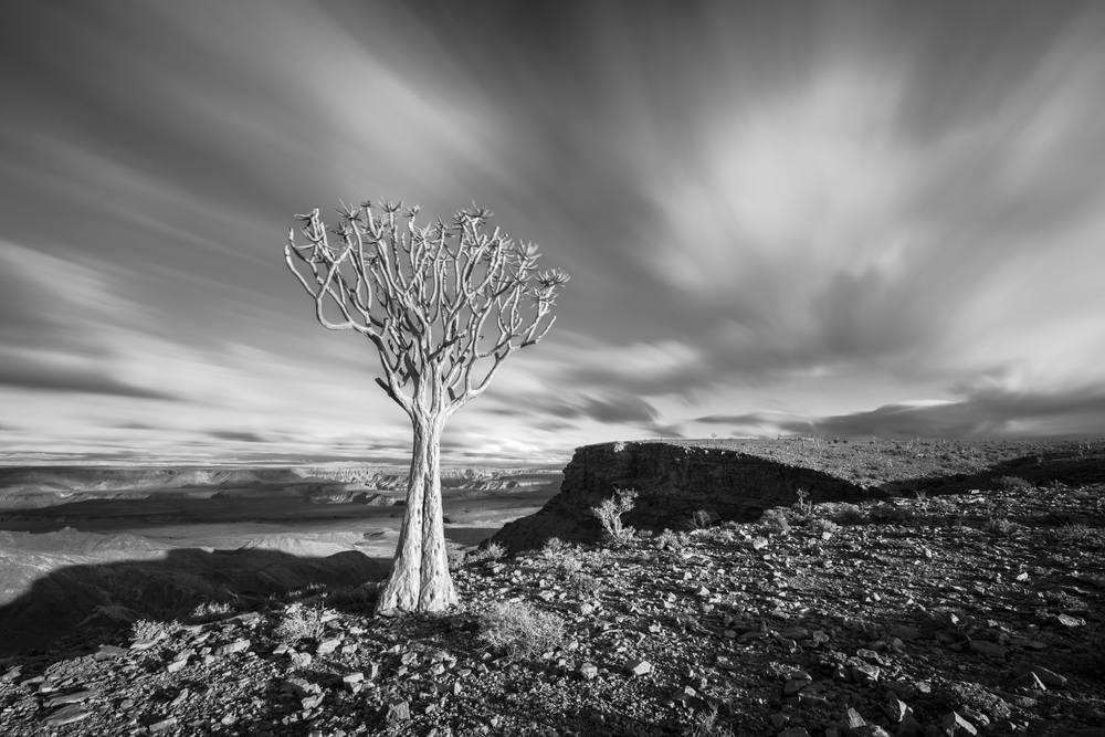 black and white photography joshua tree