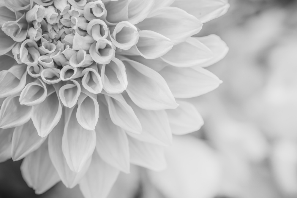 Macro of a flower BW