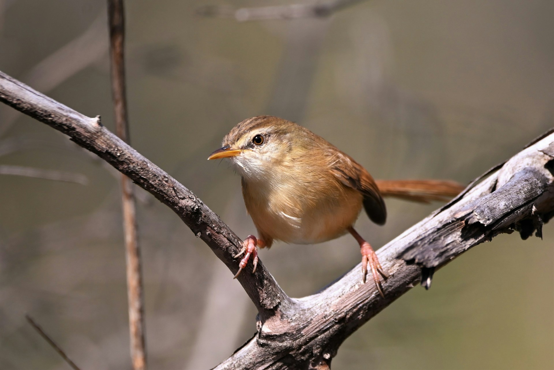nikon z5 image sample