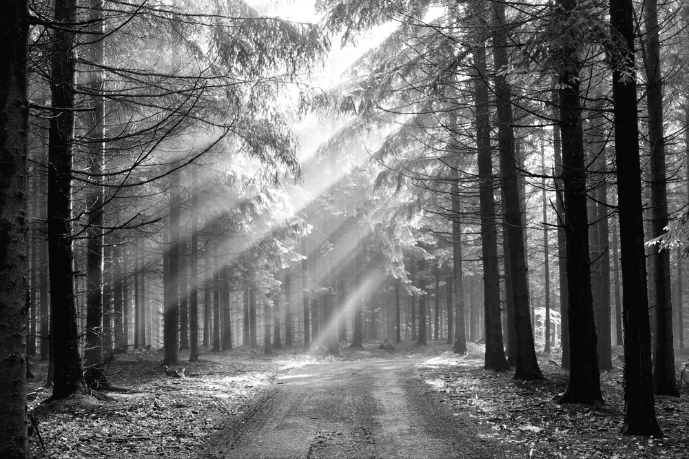 Shafts of light in a pine forest
