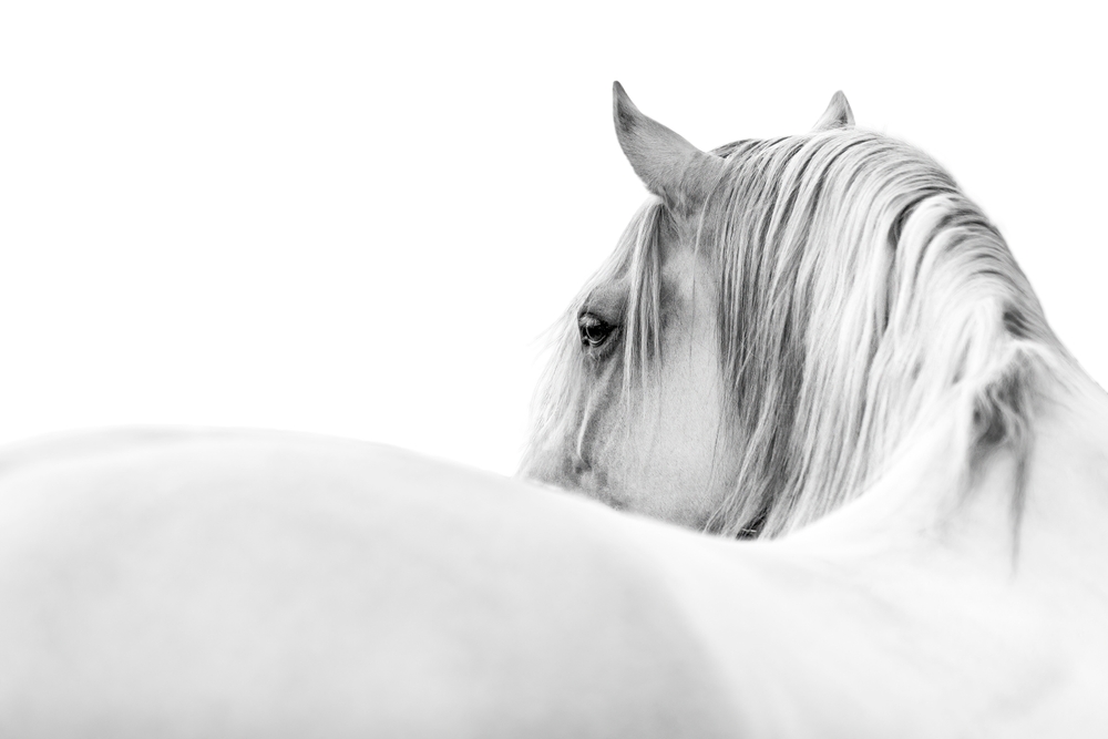 White horse looking over his shoulder